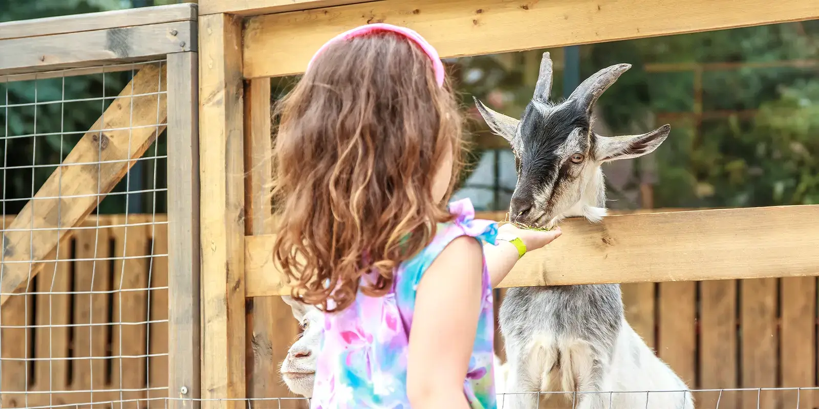 Une enfant visite une ferme en vacances avec VTF