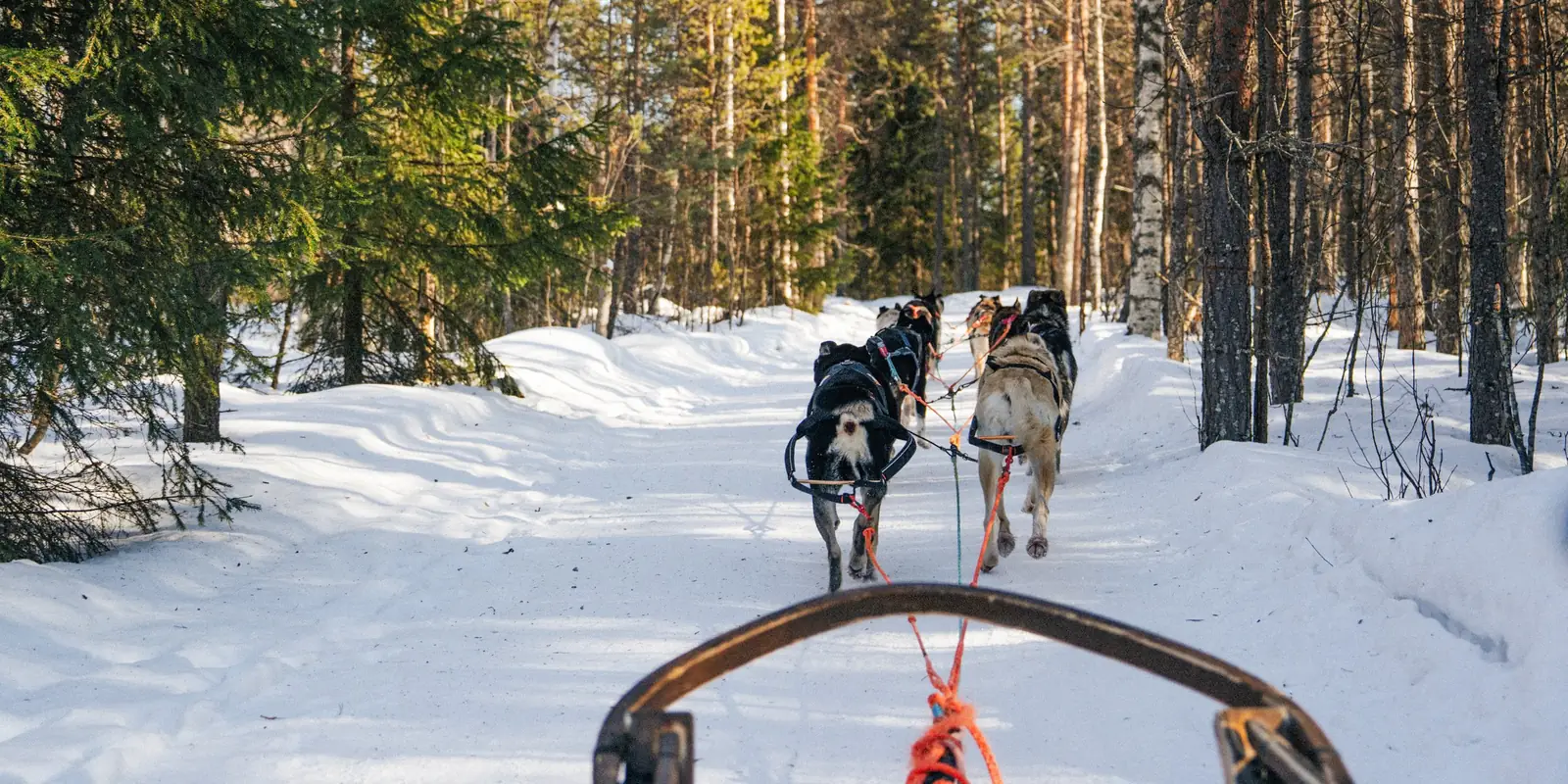 Balade en traîneau tiré par des chiens sur un chemin enneigé en forêt