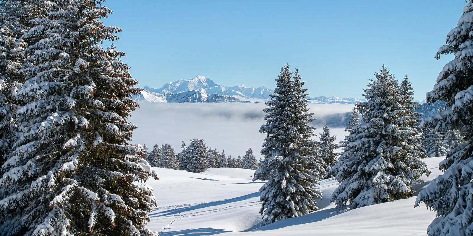 Sapins enneigés avec le massif du Mont-Blanc à l'horizon
