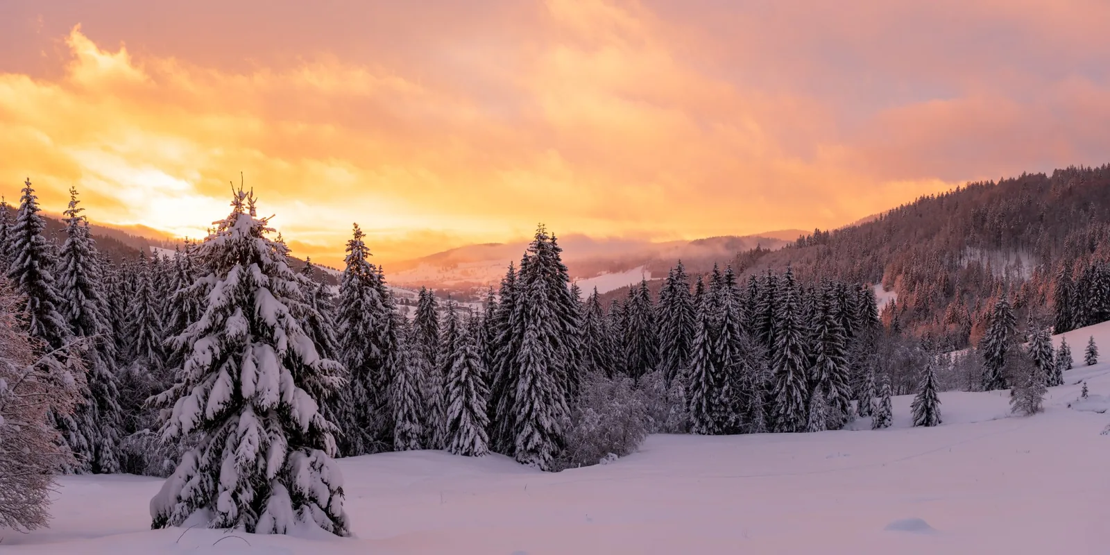 Forêt de sapins enneigés au coucher du soleil en Savoie