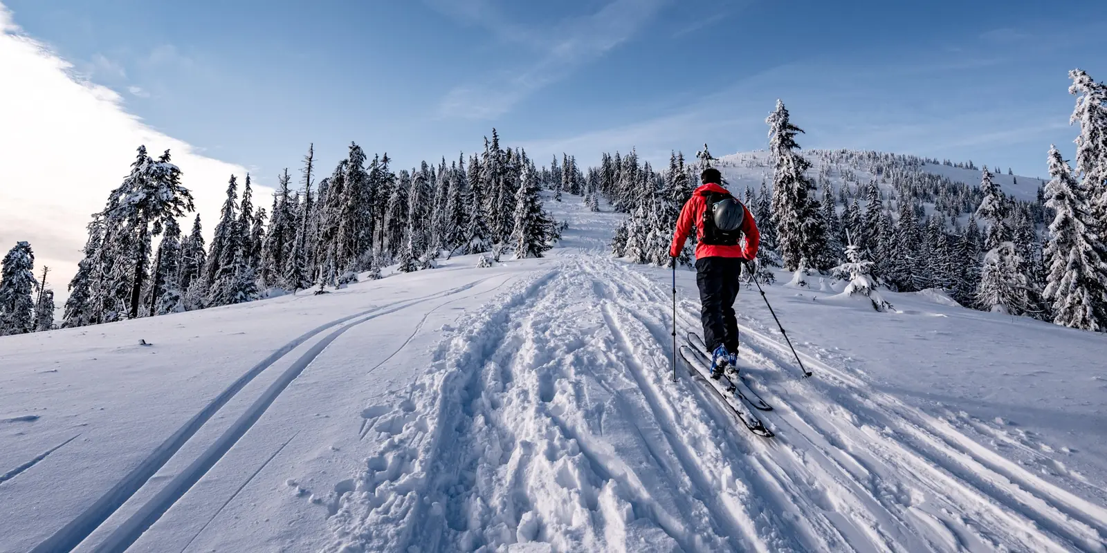 Skieur de fond sur une piste damée bordée de sapins enneigés