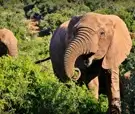 Vacances famille Safari